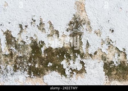Close-up view of the moss on the wall. Stock Photo