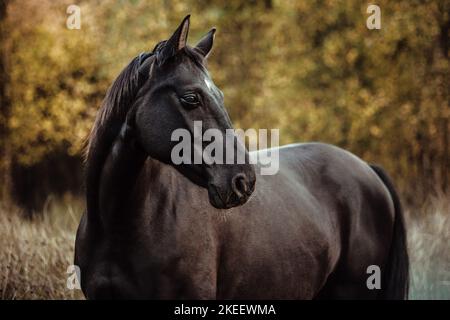 Hanoverian gelding Stock Photo