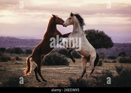 Lusitano Stock Photo