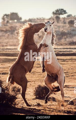 Lusitano Stock Photo