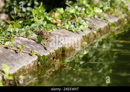 Common European frog sitting in the sun to warm up next to water and looking at camera. Stock Photo
