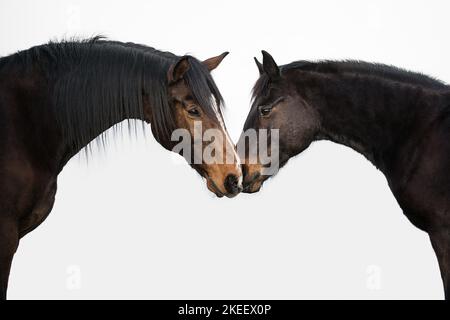 2 horses Stock Photo