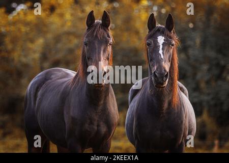 Polish Warmblood geldings Stock Photo