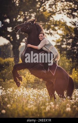 Polish Warmblood gelding Stock Photo