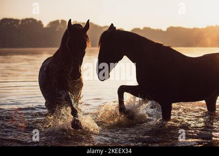 Polish Warmblood geldings Stock Photo