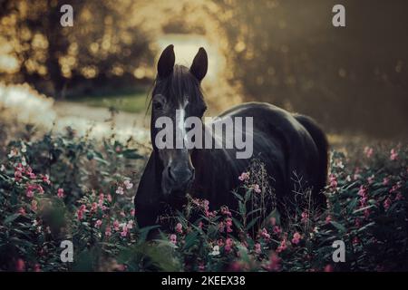 Polish Warmblood gelding Stock Photo