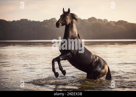 Polish Warmblood gelding Stock Photo