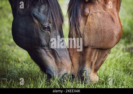 2 horses Stock Photo