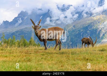 Alpine Ibex in front of Iconic Mont-Blanc Mountain Range on a cloudy Summer Day. Stock Photo