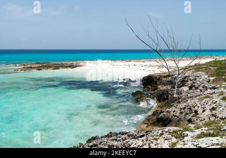 The scenic view of a rocky coastline with a dry tree and a beach on Half Moon Cay uninhabited island (Bahamas). Stock Photo