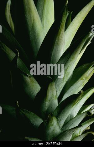 Close up shot of pineapple fruit leaves Stock Photo