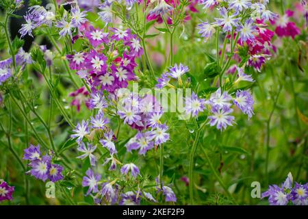 bunch of tiny flowers in garden Stock Photo