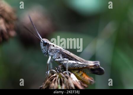 Close-up of a green grasshopper. Grasshopper on the grass. Stock Photo