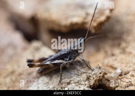 Close-up of a green grasshopper. Grasshopper on the stone. Stock Photo