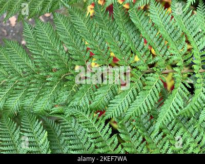 Close up of the green leaves of the evergreen fern Woodwardia radicans a strong growing garden plant for shade and moist soil. Stock Photo