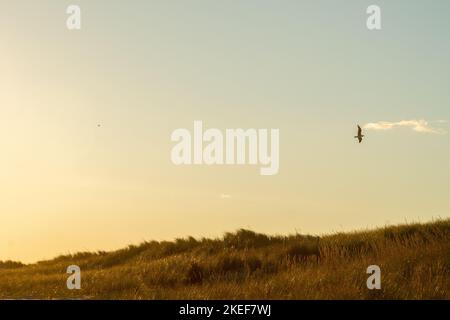 This is a shot taken of a seagull flying over the dunes in Hampton Bays Long Island NY Stock Photo