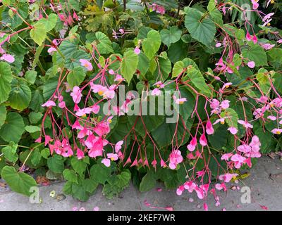 Close up of the pink flowers of the hardy tuberous perennial garden plant Begonia grandis subsp evansiana. Stock Photo