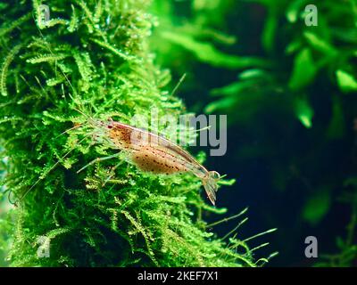Amano shrimp (Caridina Multidentata) sits on the java moss in aquarium aquascape. Close-up shot. Stock Photo