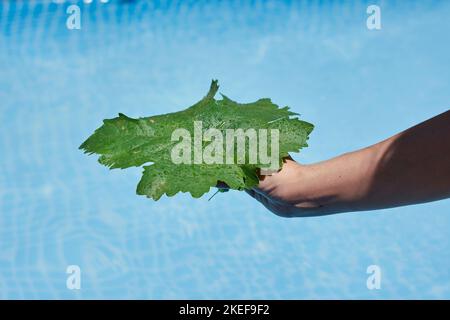 someone's hand holding a leaf that is floating in the water, with blue sky and white clouds in the background Stock Photo