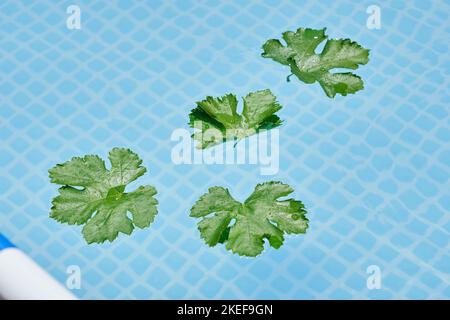 some green leaves floating in the water with a toothbrush next to it on a blue and white tiled surface Stock Photo