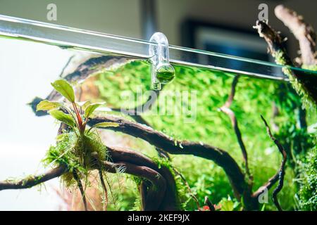 Glass hang-on CO2 aquarium drop checker for monitoring optimal carbon dioxide amount in planted tank. Stock Photo