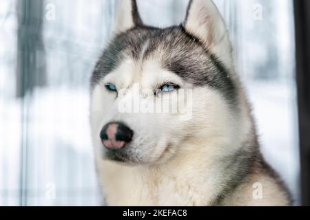 Side poirtrait of beautiful calm purebred siberain husky dogs sitting in kennel outdoors wait for forest trip adventure dogsled on cold winter snowy Stock Photo