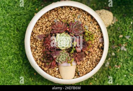 Creative idea to decor house plants with succuletns at home Stock Photo