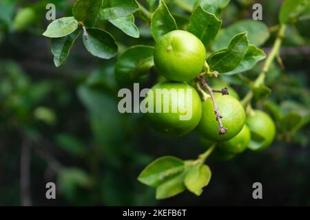 Fresh green lemon limes on tree in organic garden Stock Photo