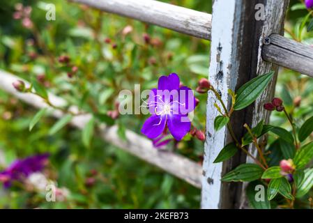 Pleroma urvilleanum flower growing in Da Lat in Vietnam Stock Photo