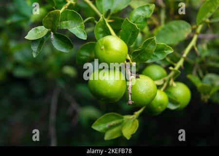 Fresh green lemon limes on tree in organic garden Stock Photo