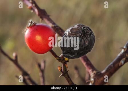 hawthorn, rosehip, fruit, hawthorn fruit, rosehip, rosehip Stock Photo
