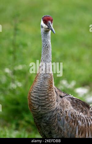 Sandhill Crane, portrait, head-on, close-up, green background, very large bird, Grus canadensis, red forehead, tufted rump feathers, long neck, long l Stock Photo