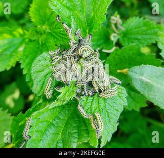 Nettle moth larvae on nettle leaves Stock Photo