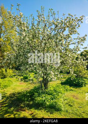 The apple tree blooms in spring Stock Photo