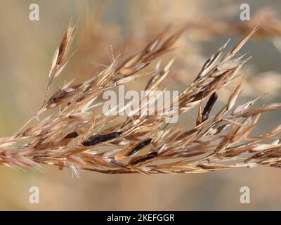 The eargot fungus Claviceps purpurea on grass Stock Photo