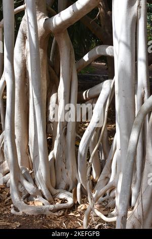 The big trunk aerial roots of a strangler fig Ficus macrophylla Stock Photo