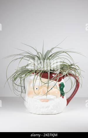 An air plant in a Santa Claus mug. Stock Photo