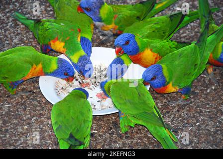 Rainbow lorikeets feeding from a bowl. Australian birds with colourful plumage. Rainbow lorikeet (trichoglossus moluccanus) in Sydney, Australia. Stock Photo