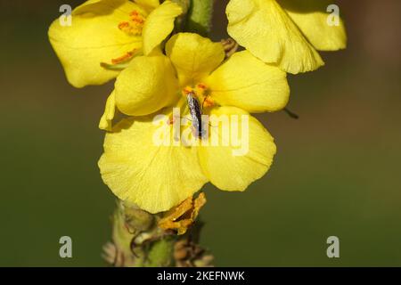 Closeup hoverfly Platycheirus albimanus, Platycheirus cyaneus, family Syrphidae feeding on a yellow flower of Verbascum. Maybe Verbascum densiflorum, Stock Photo