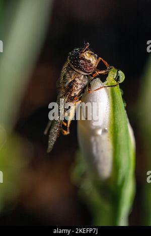 Close-Up Detail of a Bright Coloured Hover fly (Syrphus ribesii) Covered in Thawing Frost, Resting on a Snowdrop Flower Bud (Galanthus nivalis) Stock Photo