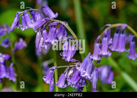 Close up Detail of a Single Bluebell Flower Head (Hyacinthoides non-scripta) Amongst a Large Cluster Growing in Oak Woodlands Stock Photo
