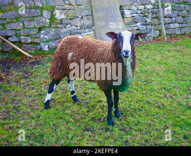 A Zwartbles sheep in the meadow, Downham, Clitheroe, Lancashire, United Kingdom, Europe Stock Photo