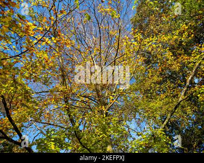 Looking up through tree branches with autumn foliage Stock Photo