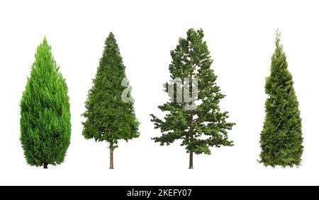 Collection tree Balsam Fir and thuja on white background isolated Stock Photo