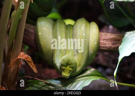Green tree python Stock Photo