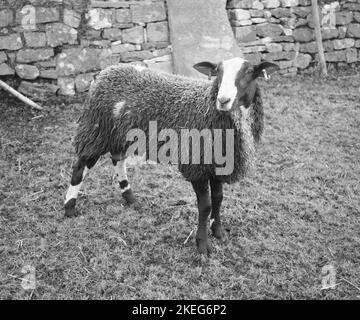 A Zwartbles sheep in Downham village near Clitheroe, Lancashire, United Kingdom, Europe Stock Photo