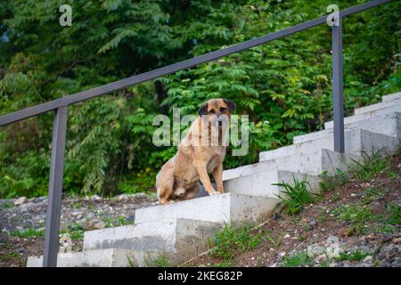 a street dog is sitting on the stairs