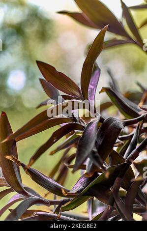 A large bush of Tradescantia pallida grows in an outdoor flowerbed Stock Photo