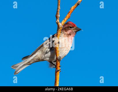 A male Cassin's Finch with its striking red cap perched on a branch against a brilliant Colorado winter sky. Stock Photo
