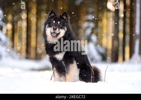 Finnish lapphund sitting looking at the camera isolated on a white ...